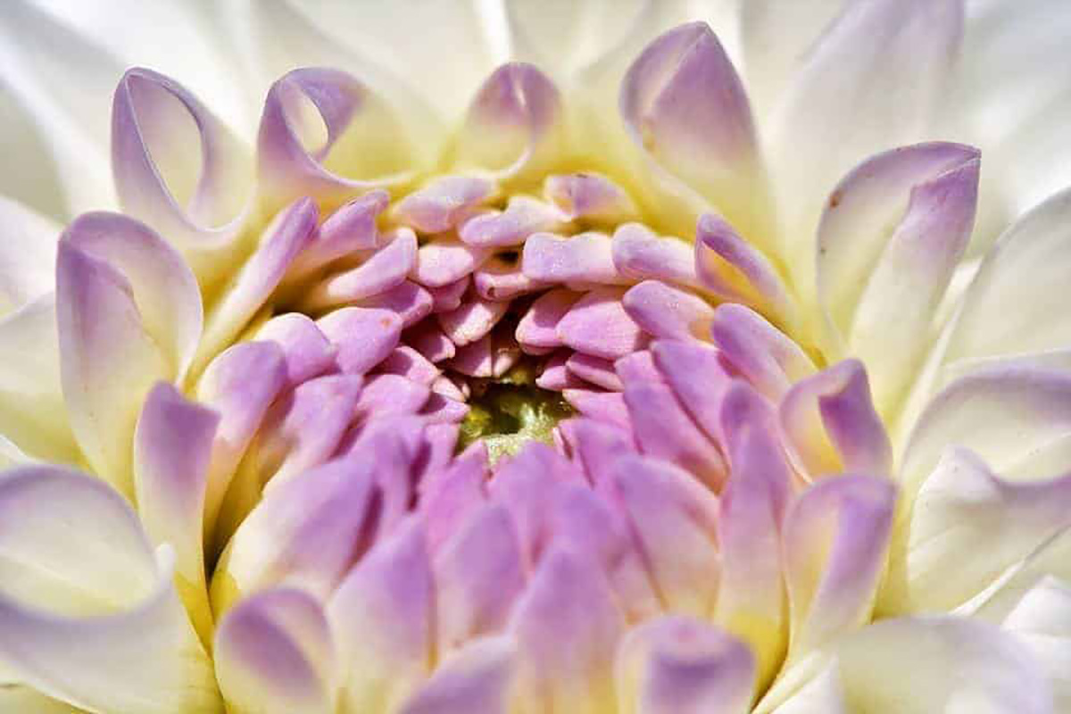Dahlias