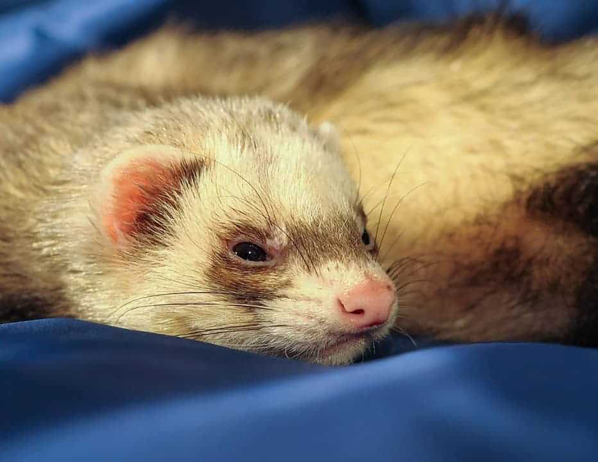 Furet