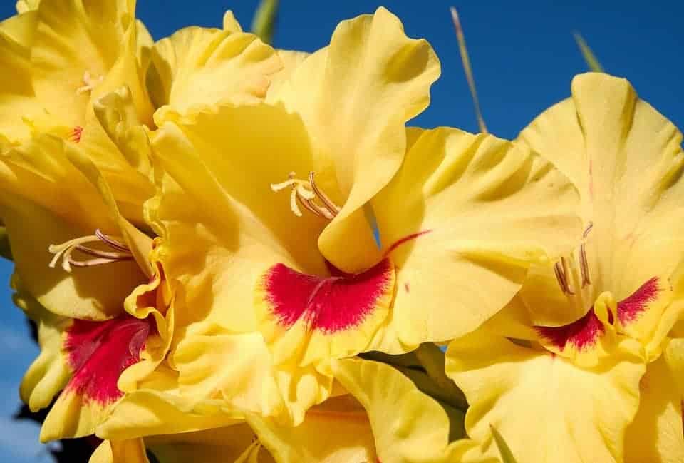 Glaïeul jaune