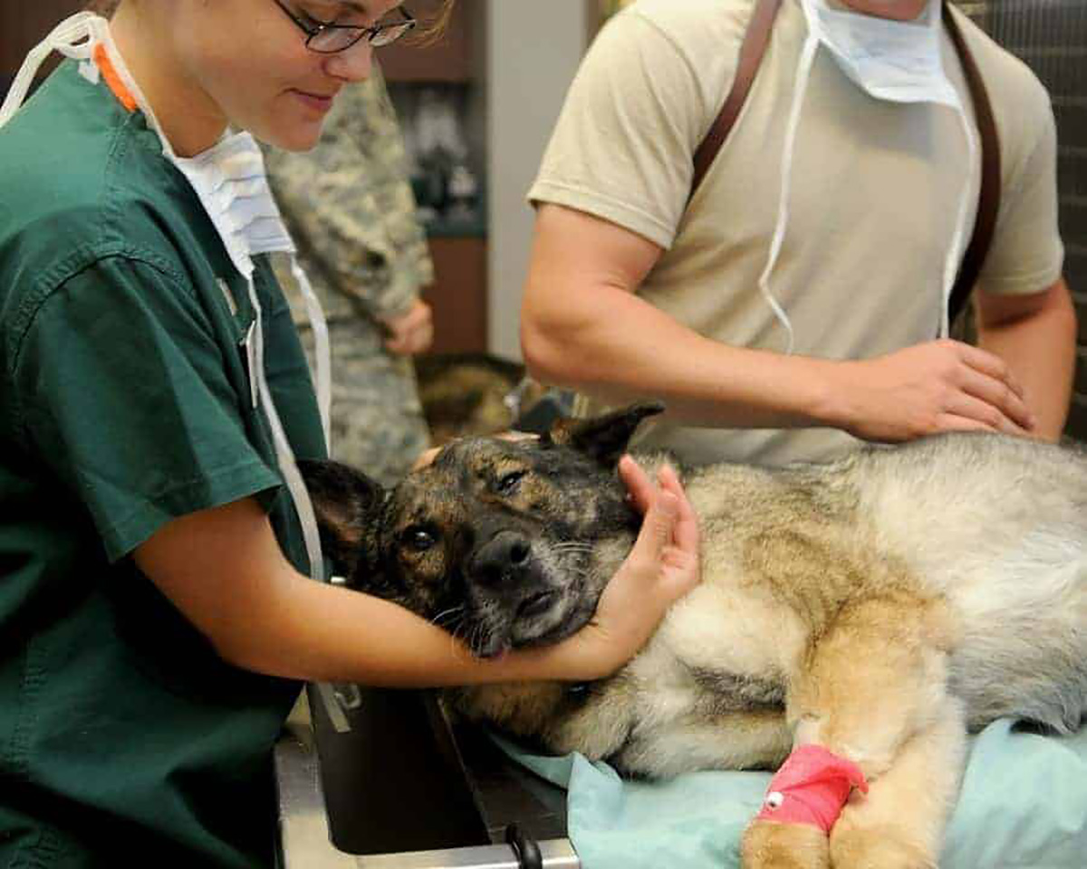 Vétérinaire, chien