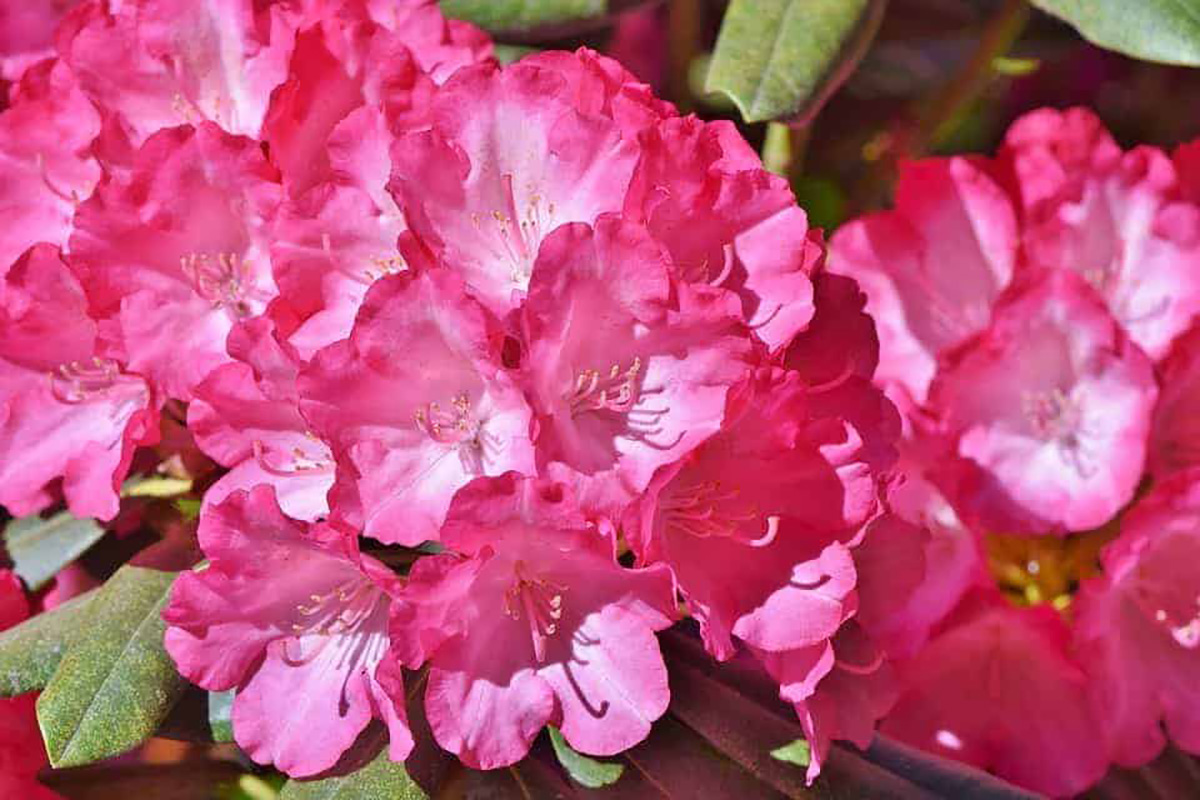 Rhododendron