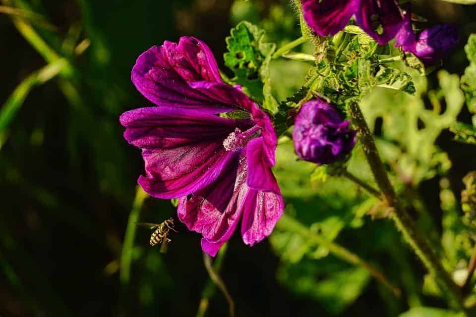 Rose trémière mauve