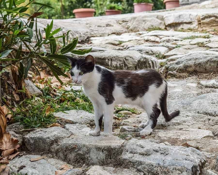 Chat