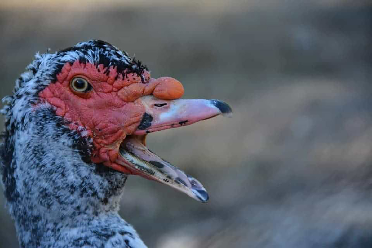 Canard de barbarie