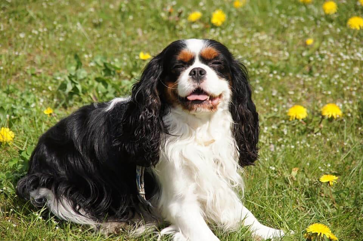 Cavalier King Charles