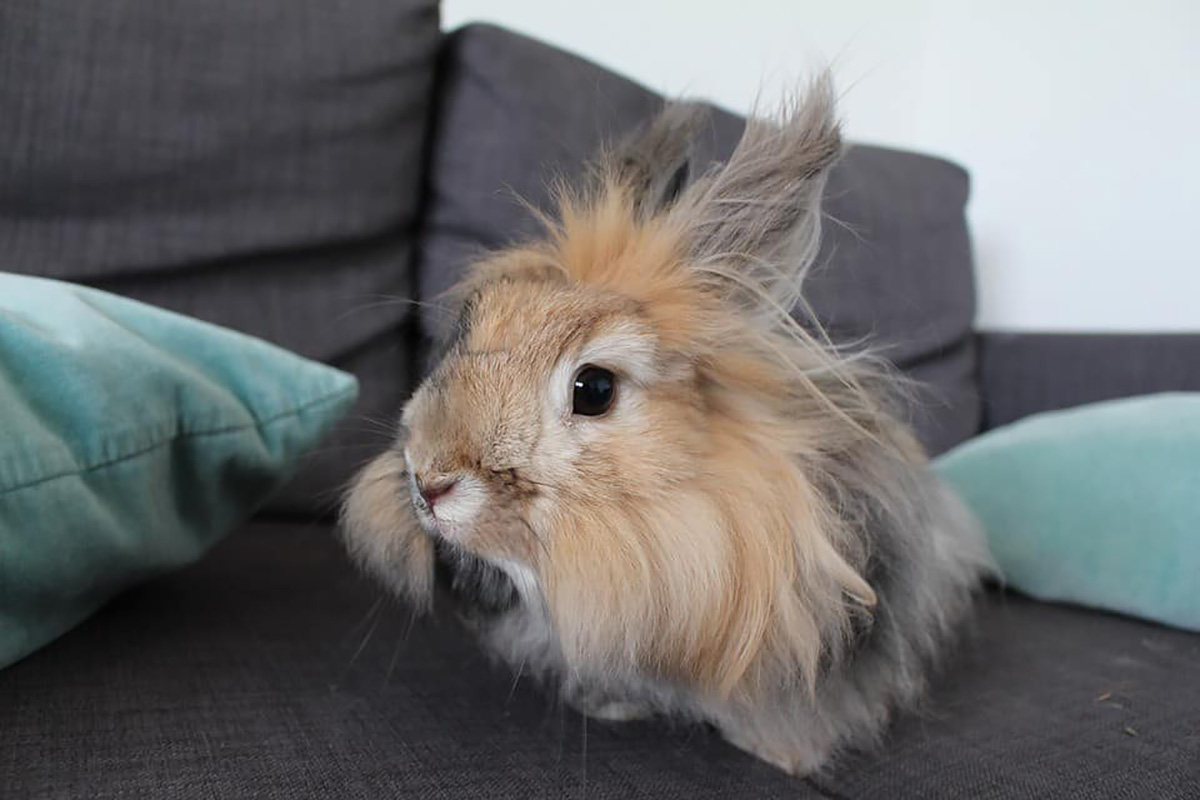 Lapin angora
