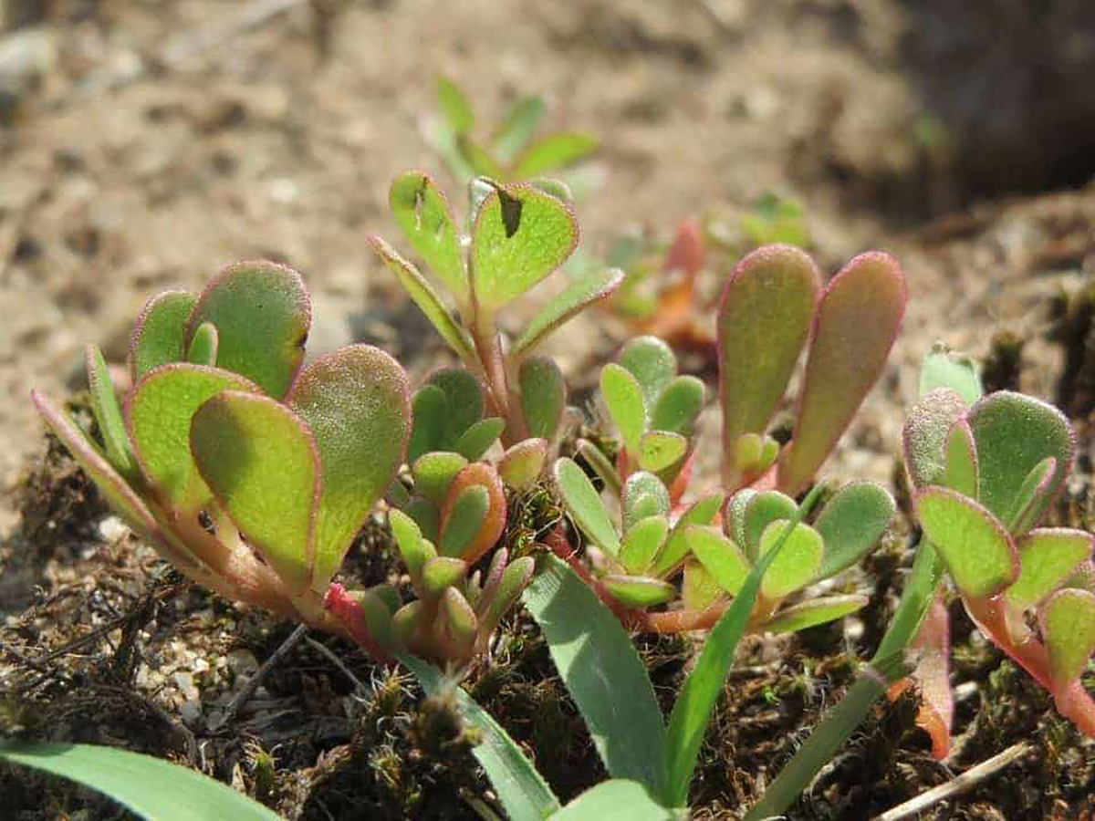 Pourpier potager