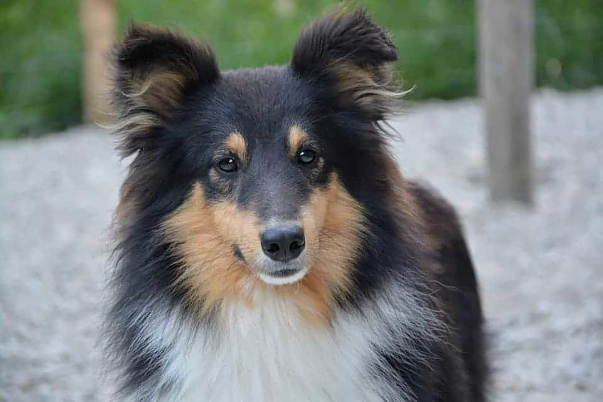 Adopter un chien Shetland les points importants