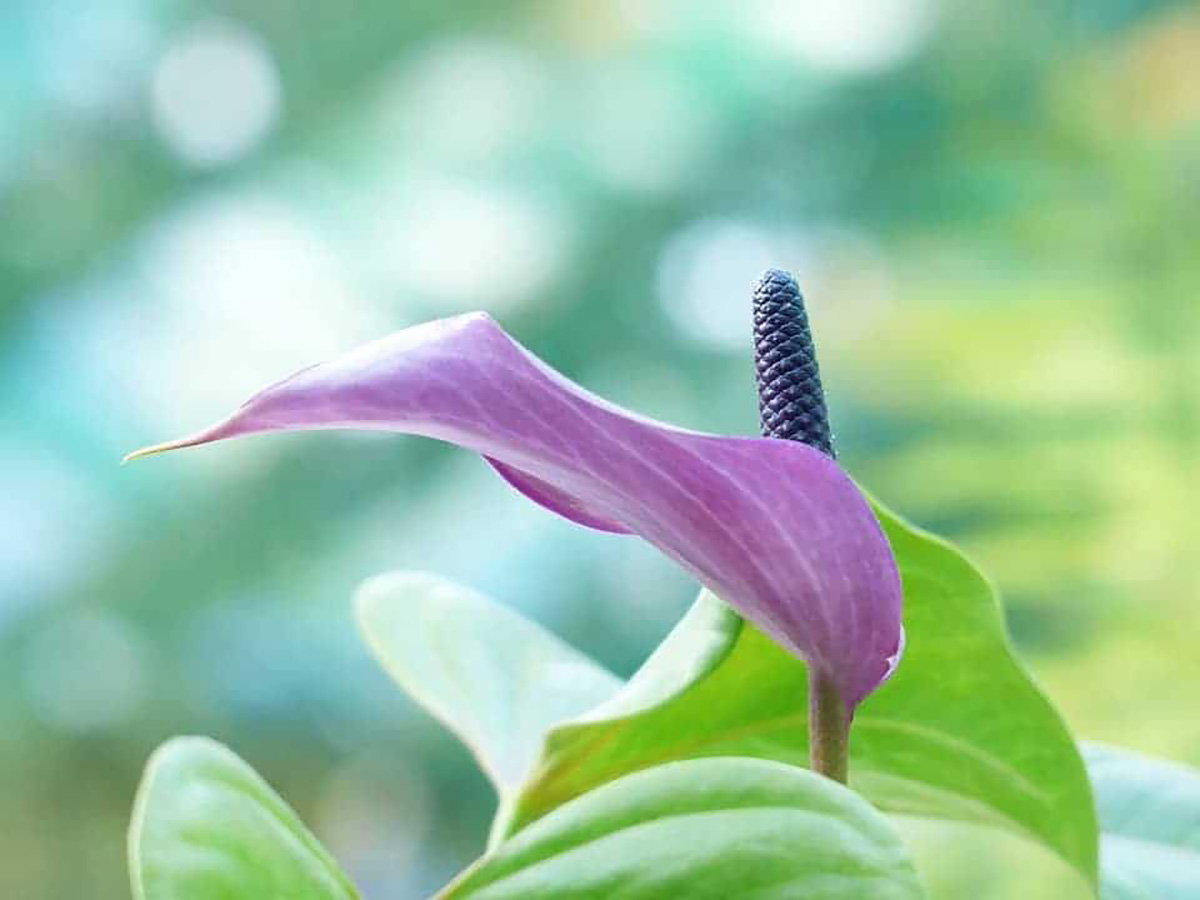 Spathiphyllum