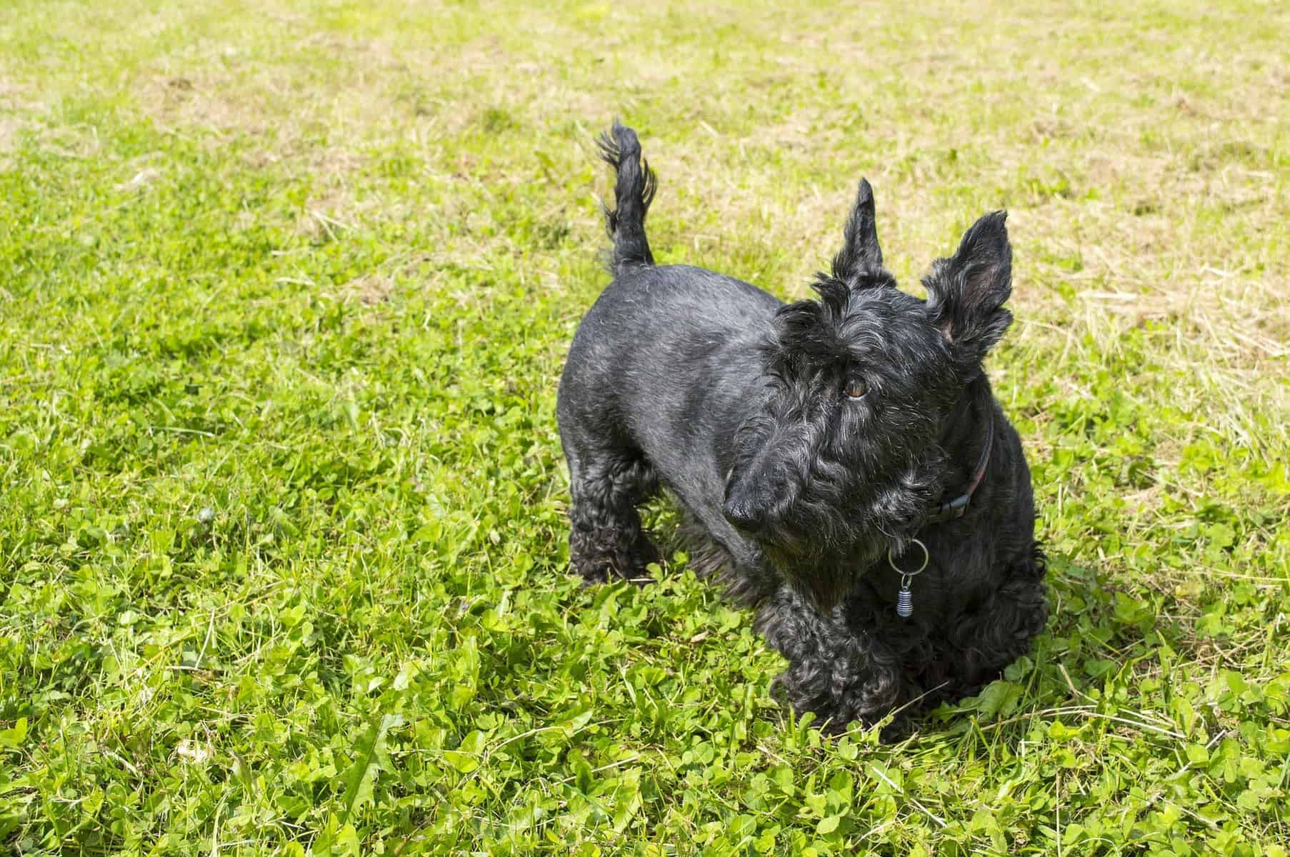 Un scottish terrier.