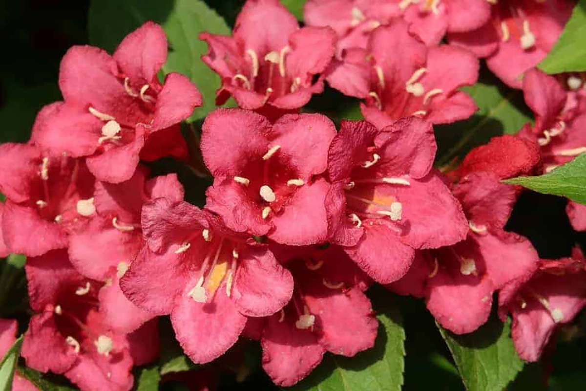 weigela