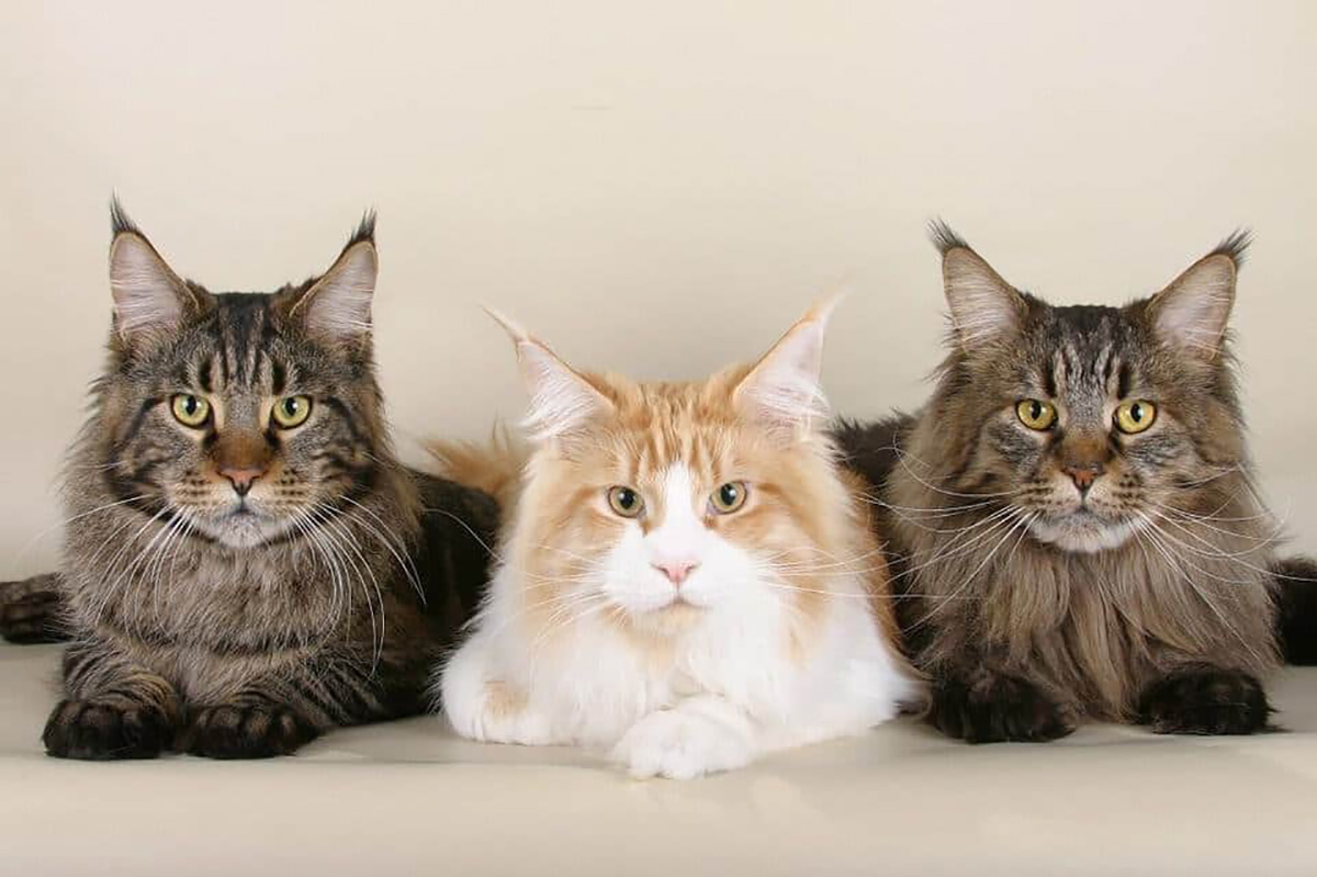 3 chats Main coon