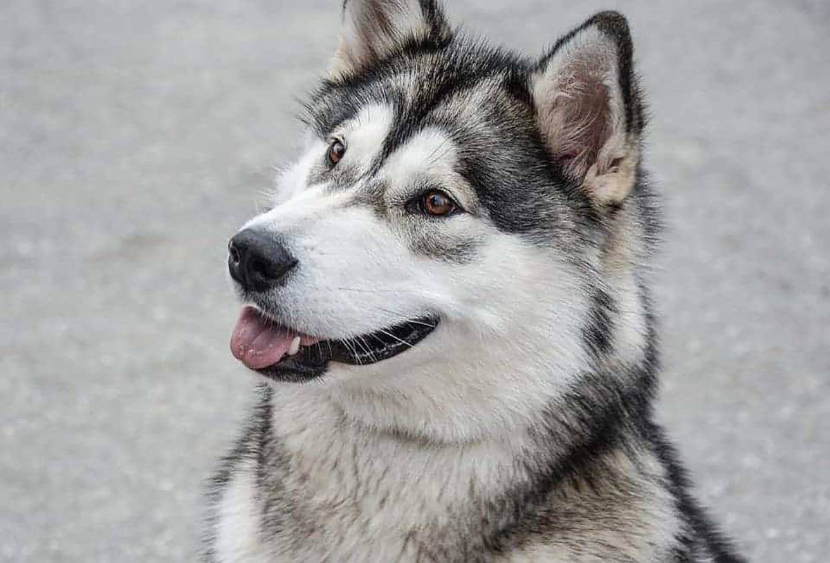 Malamute