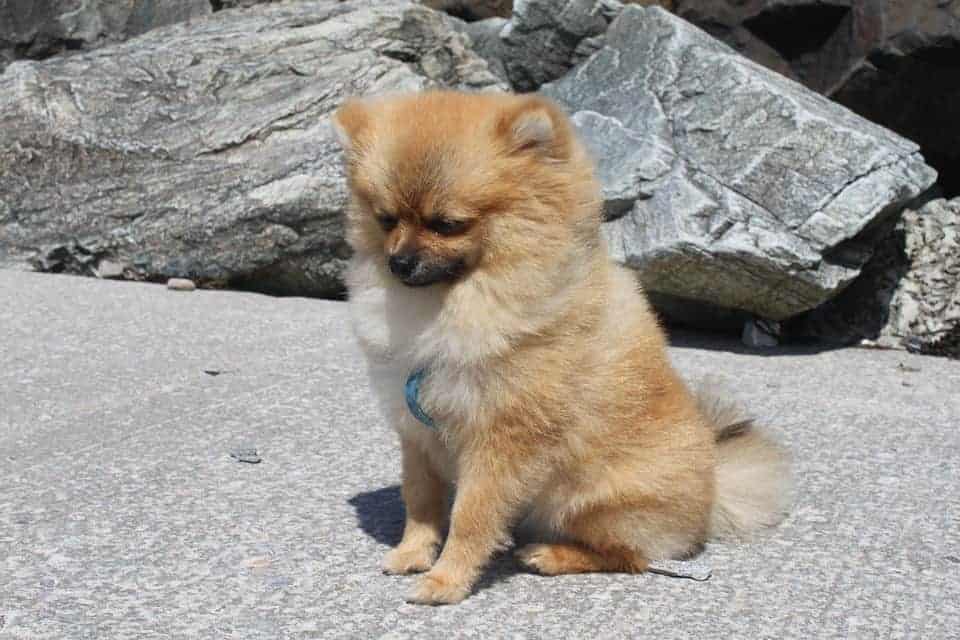 Spitz nain