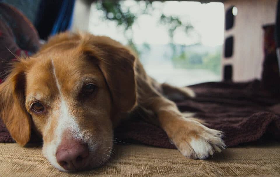 Retriever de la Nouvelle-Écosse