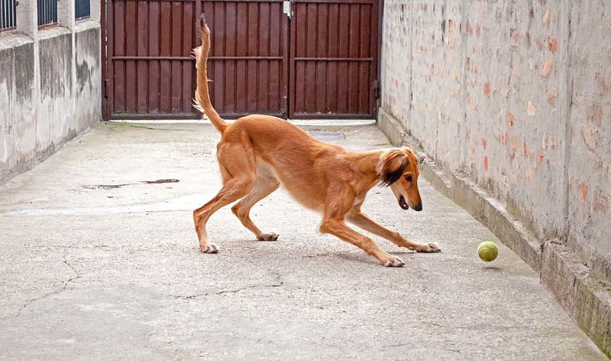 Un chien qui joue