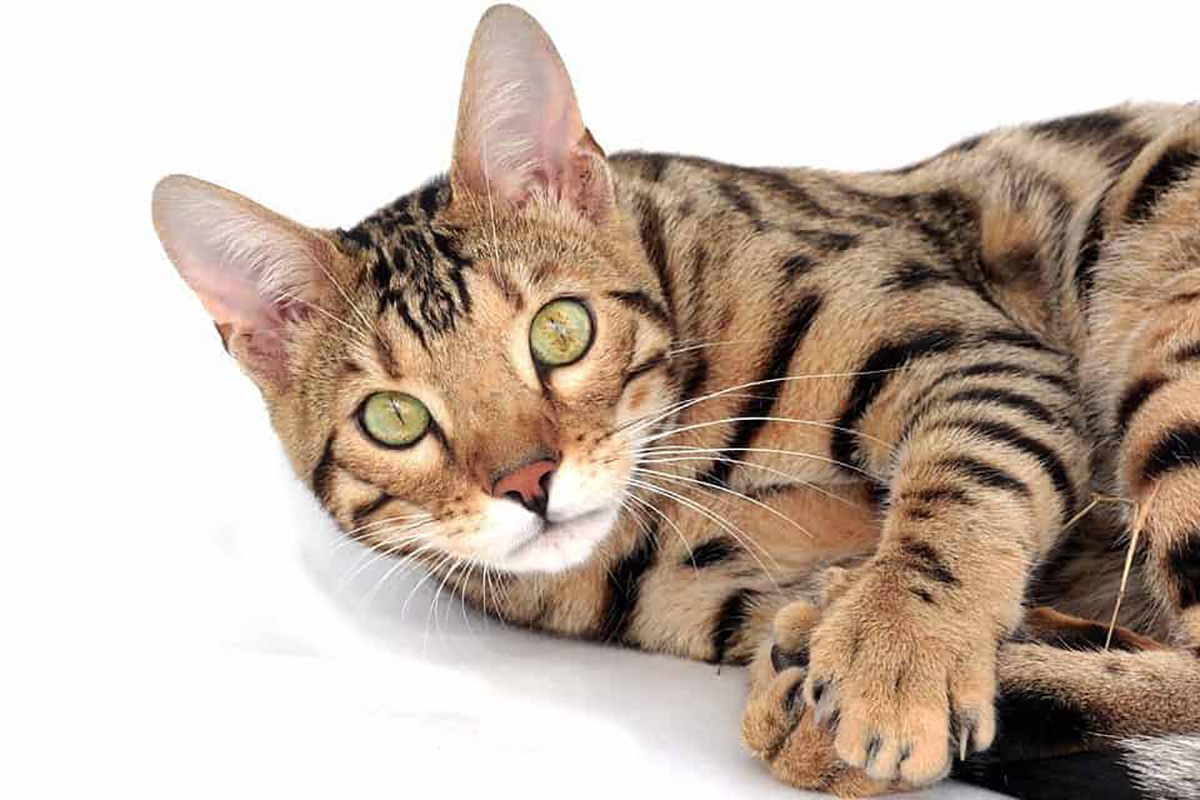 bengal