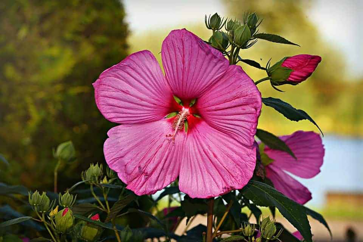 hibiscus