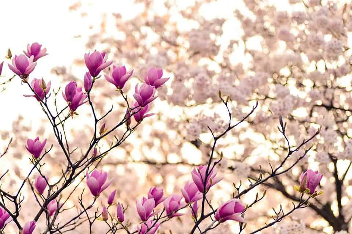 magnolia