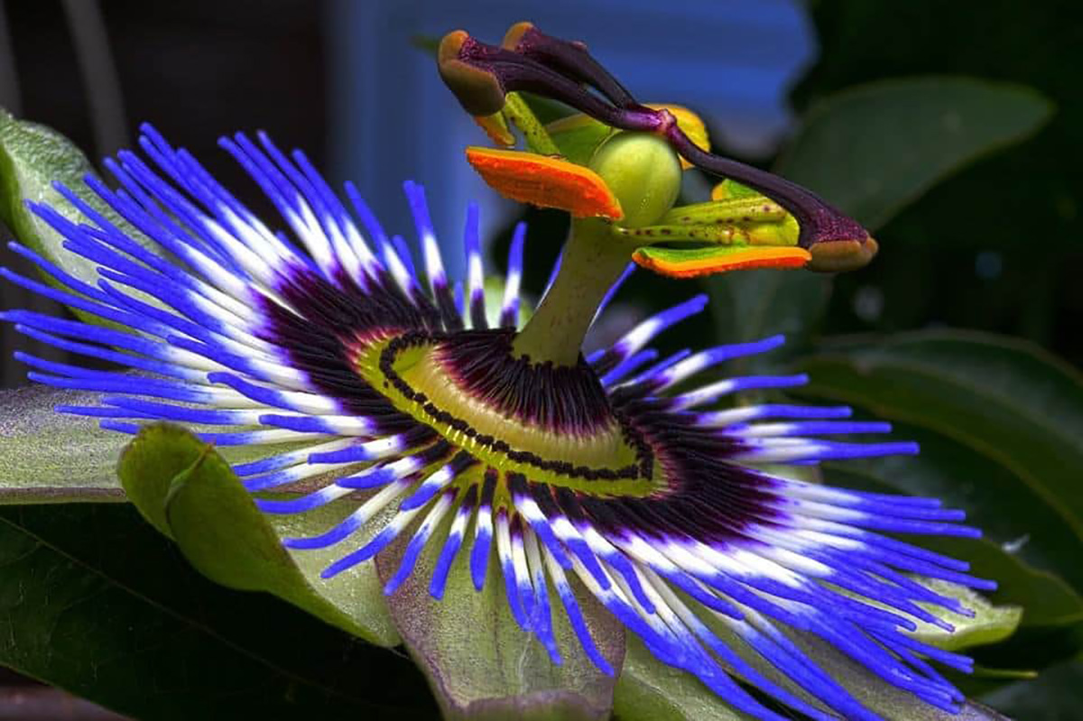 passiflore bleue