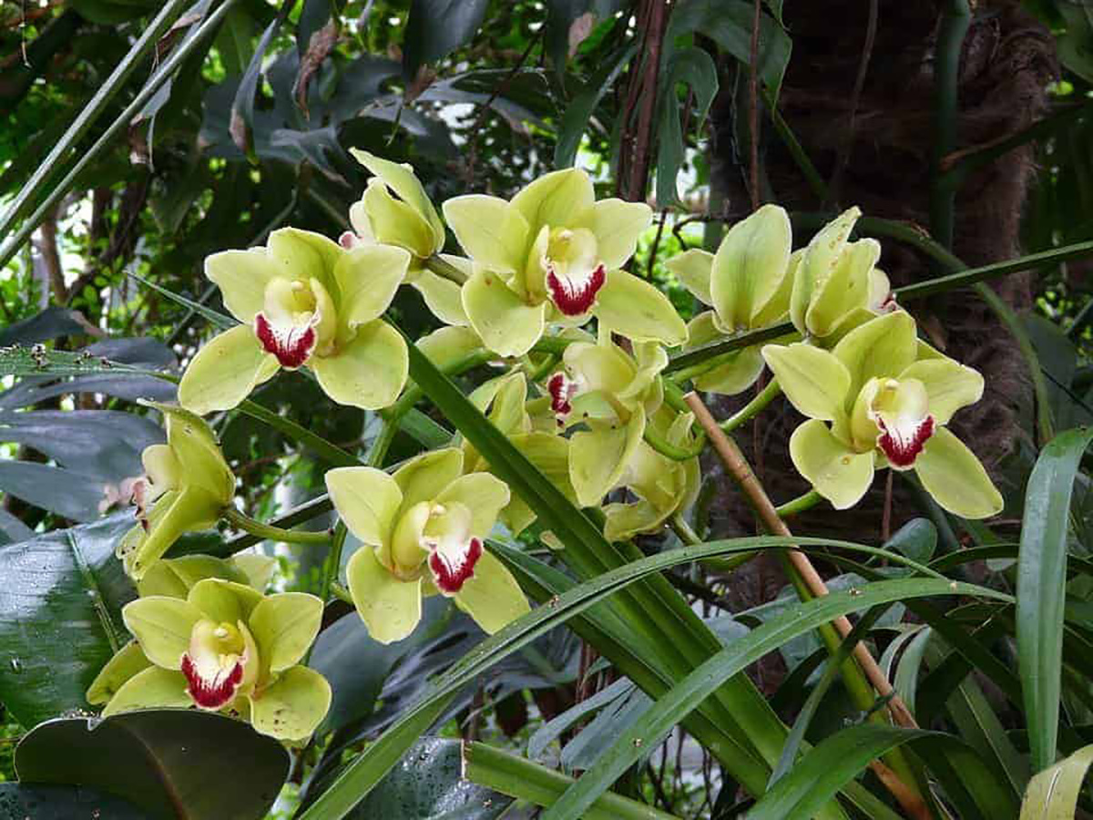 Cymbidium