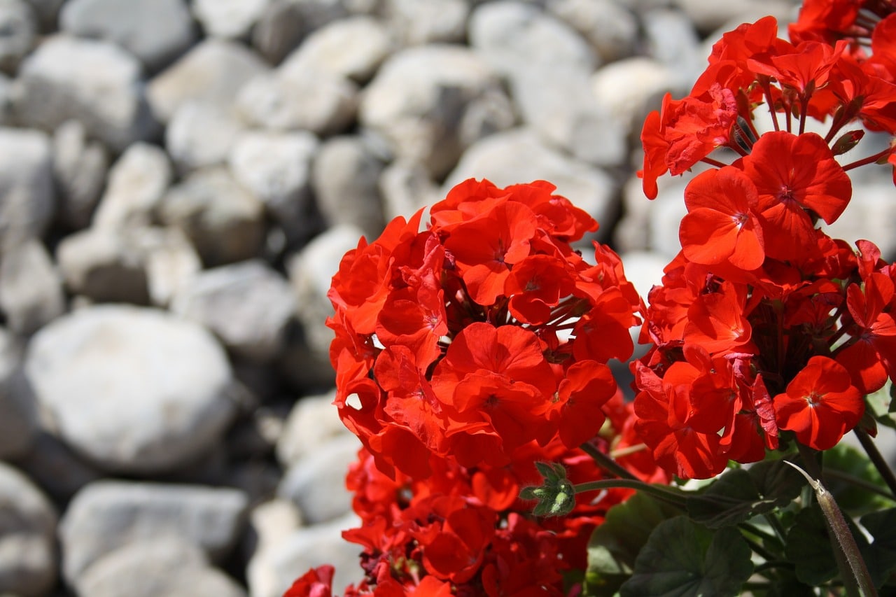 Des fleurs de géranium.