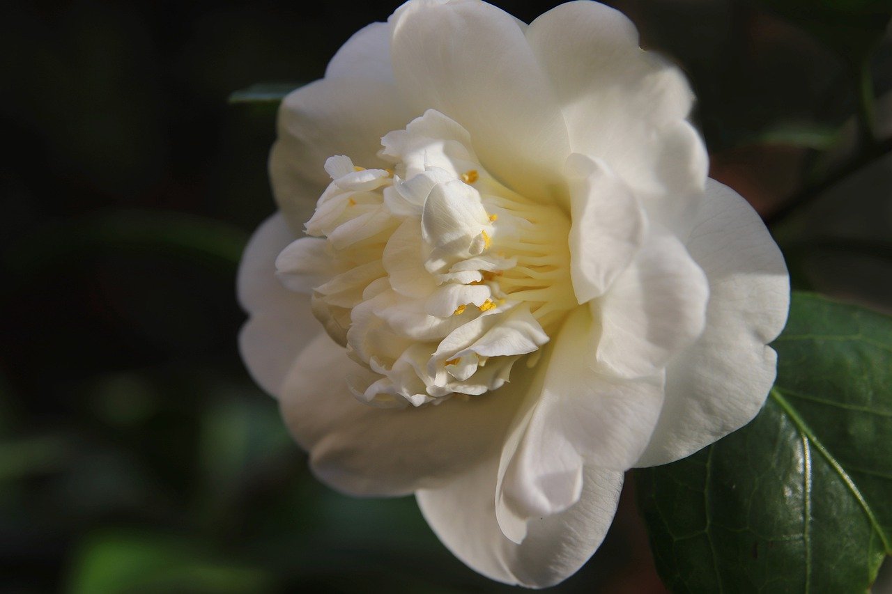 Photo d'illustration. Une fleur de camélia.