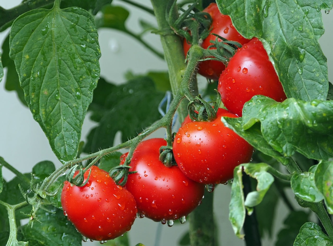 Photo d'illustration. Un plant de tomates.