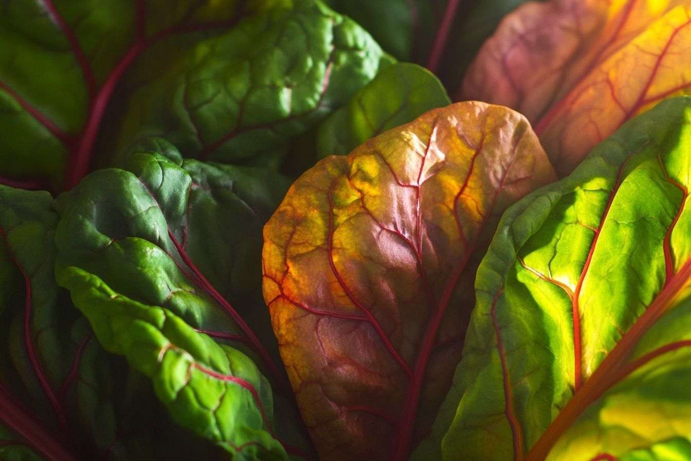 Gros plan sur des feuilles de blette aux couleurs vibrantes avec la lumière du soleil filtrant à travers, montrant des teintes riches de vert et de rouge.