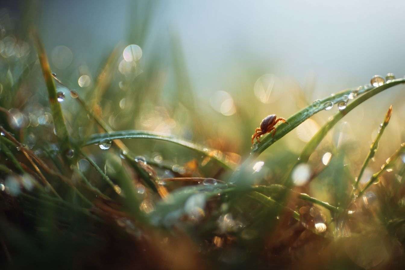 Macro de rosée sur herbe avec tique