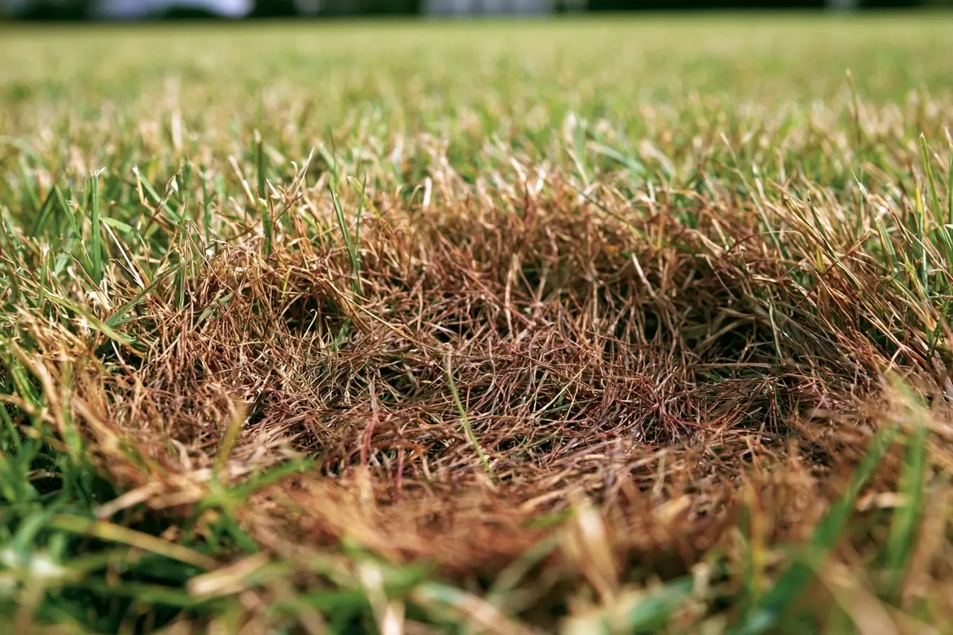 Brins d'herbe brun rouge en gros plan