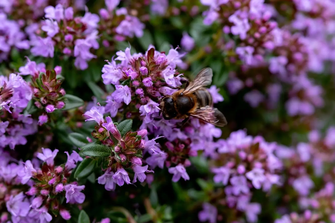Abeille butinant des fleurs de thym